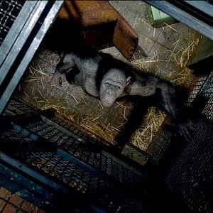 Foto El origen del planeta de los simios