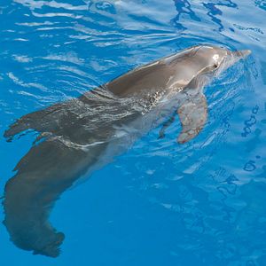 Foto La gran aventura de Winter el delfín