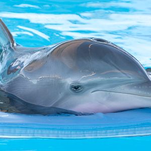 Foto La gran aventura de Winter el delfín