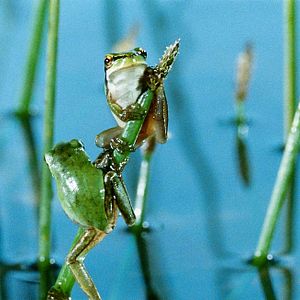 Foto Claude Nuridsany