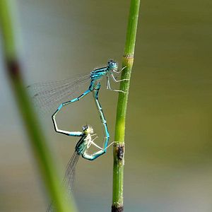 Foto Claude Nuridsany