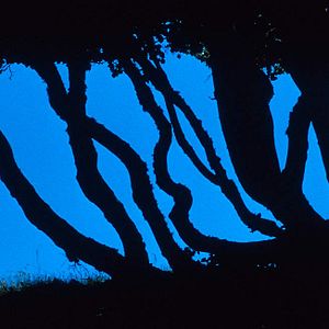 Foto Claude Nuridsany