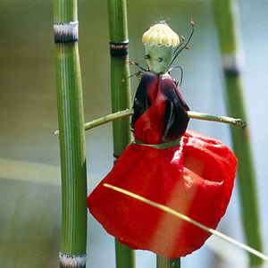 Foto Claude Nuridsany