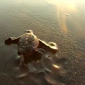 Foto Ends of the Earth