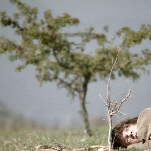 Foto A travers les branches d'un arbre