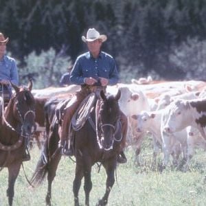 Foto El hombre que susurraba a los caballos