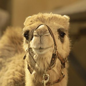 Foto Los buddies cazatesoros