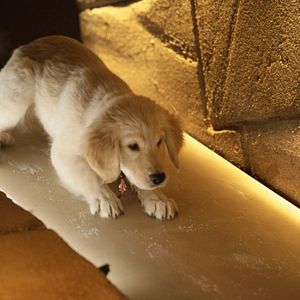 Foto Los buddies cazatesoros