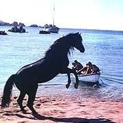 Foto El corcel negro