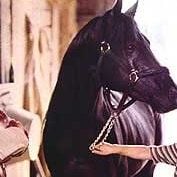 Foto El corcel negro