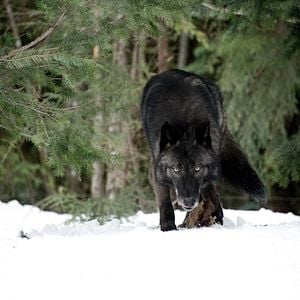 Foto Infierno blanco