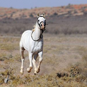 Foto Tornado and the Kalahari Horse Whisperer