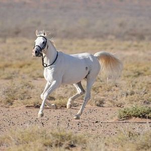 Foto Tornado and the Kalahari Horse Whisperer