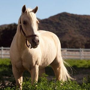 Foto Princess and the Pony