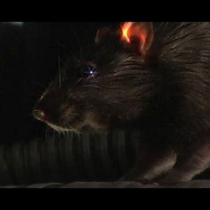 Foto Rat Scratch Fever