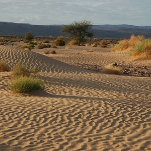 Foto Allein die Wüste