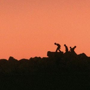 Foto Schildkrötenwut