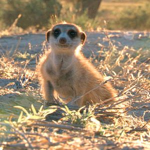 Foto Meerkat Manor: The Story Begins