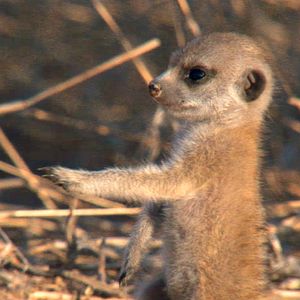Foto Meerkat Manor: The Story Begins