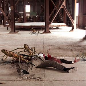 Foto Arañas del desierto