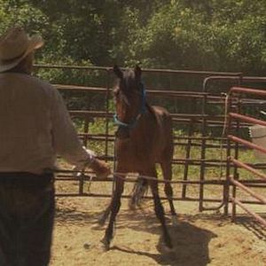 Foto Wild Horse, Wild Ride