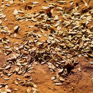 Foto Girimunho, imaginando la vida