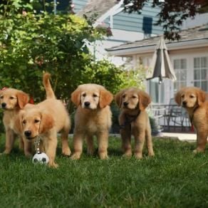 Foto Space Buddies: Cachorros en el espacio