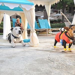 Foto Un chihuahua en Beverly Hills 3: ¡Viva La Fiesta!