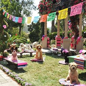 Foto Un chihuahua en Beverly Hills 3: ¡Viva La Fiesta!