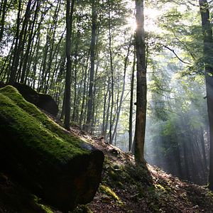 Foto Das grüne Wunder - Unser Wald