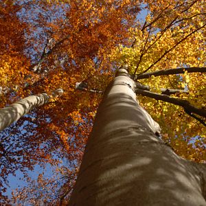 Foto Das grüne Wunder - Unser Wald