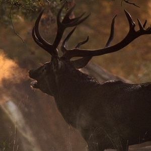 Foto Das grüne Wunder - Unser Wald