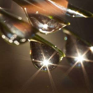 Foto Das grüne Wunder - Unser Wald