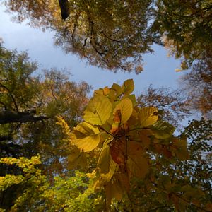 Foto Das grüne Wunder - Unser Wald