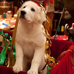 Foto Santa Can 2: Los cachorros de Santa