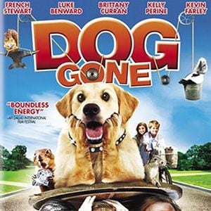 Foto Una joya de perro