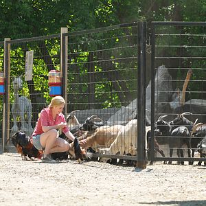 Foto Sophie and Sheba