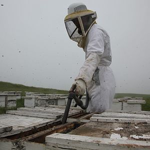 Foto Mucho más que miel