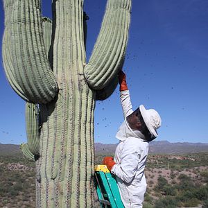 Foto Mucho más que miel