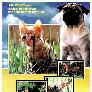 Foto Las aventuras de Chatran