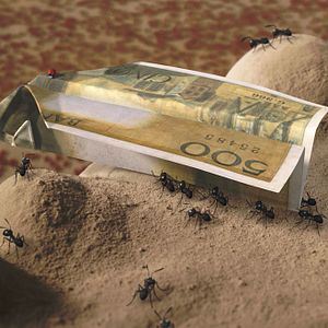 Foto Minúsculos: El valle de las hormigas perdidas