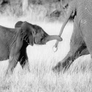 Foto Aventura elefantástica