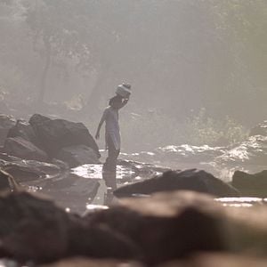 Foto Rastros de sándalo