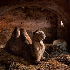 Foto El país de las maravillas