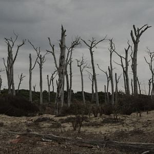 Foto Morning Star Warrior