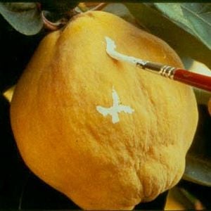 Foto El sol del membrillo