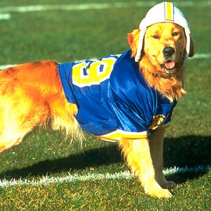 Foto Air Bud: El fichaje de la liga