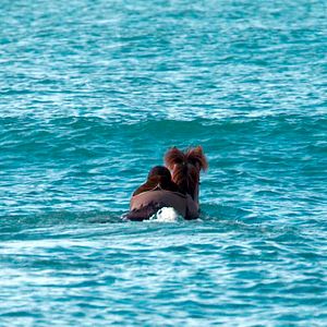 Foto De caballos y hombres