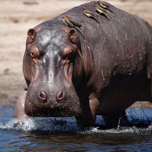 Foto African Safari 3D