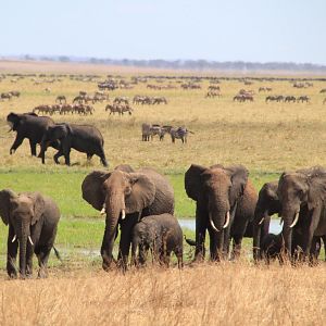 Foto African Safari 3D